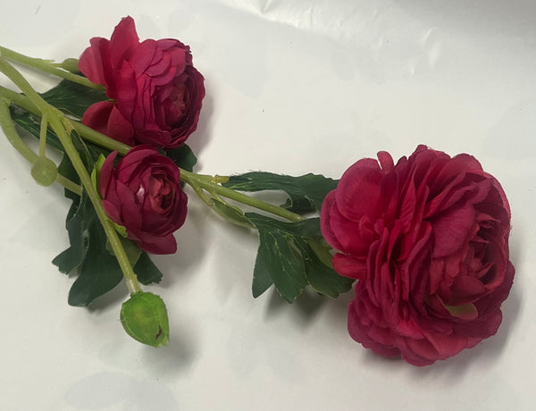 Ranunculus -Magenta