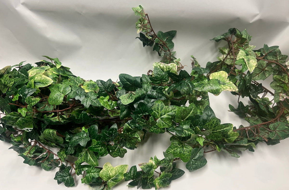 Variegated Ivy Trailing Bush – Keepsakes and Memories Inc.