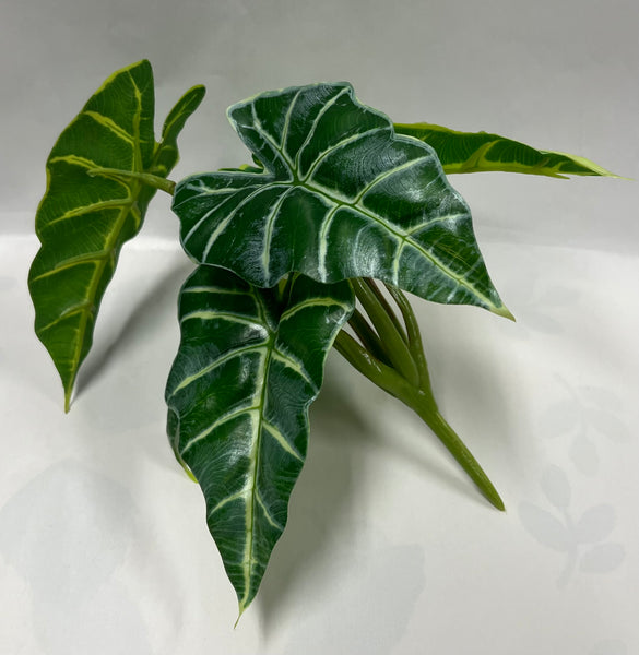Caladium Hortulanum Bush