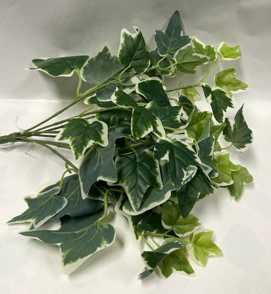 Ivy Bush