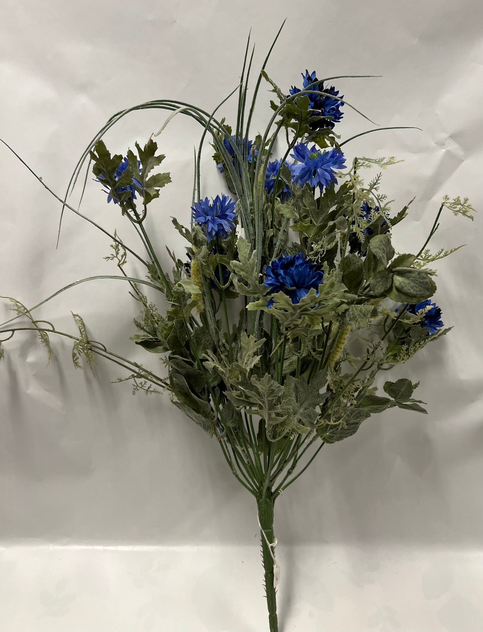Cornflower (Bachelor Buttons) Bush -Blue