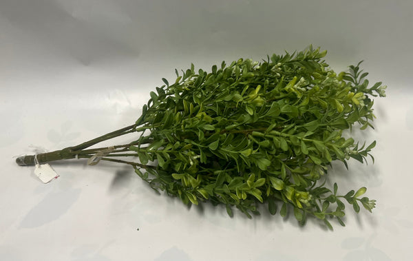 Boxwood Bush