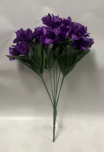 Dutch Iris Bush