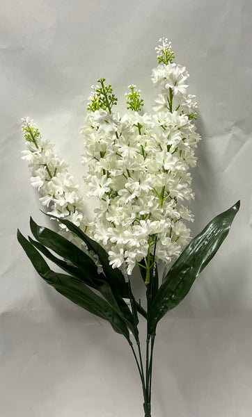 Delphinium Bush