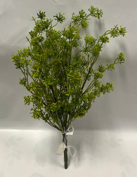 Seeding Racemosa Bush