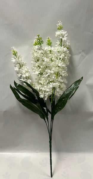 Delphinium Bush