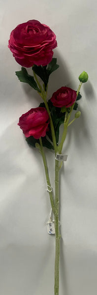 Ranunculus -Magenta