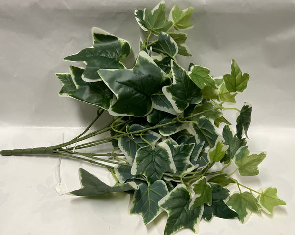 Ivy Bush