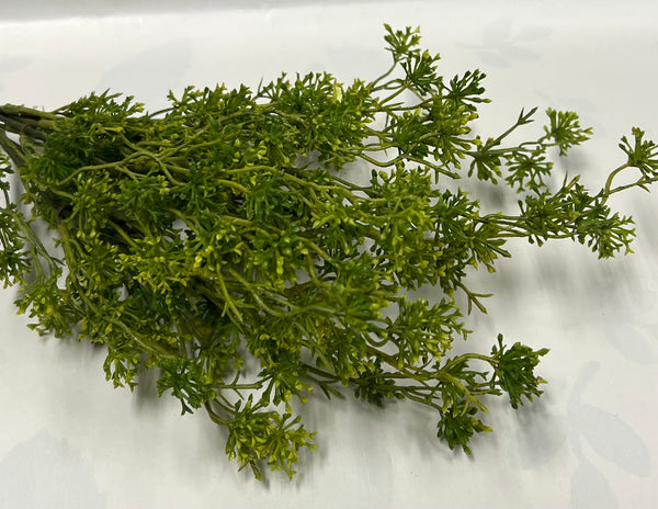Seeding Racemosa Bush
