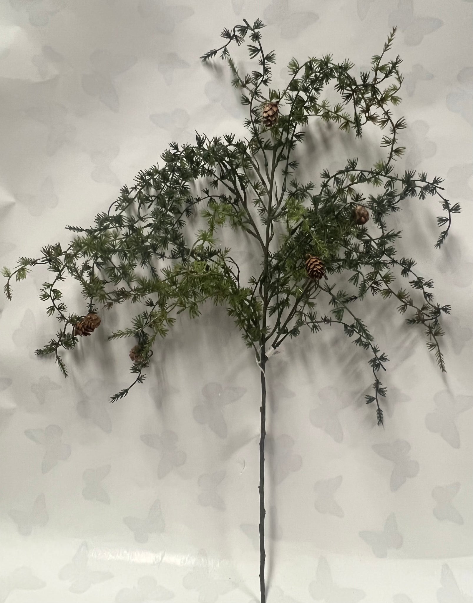 Weeping Ming Pine