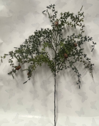 Weeping Ming Pine