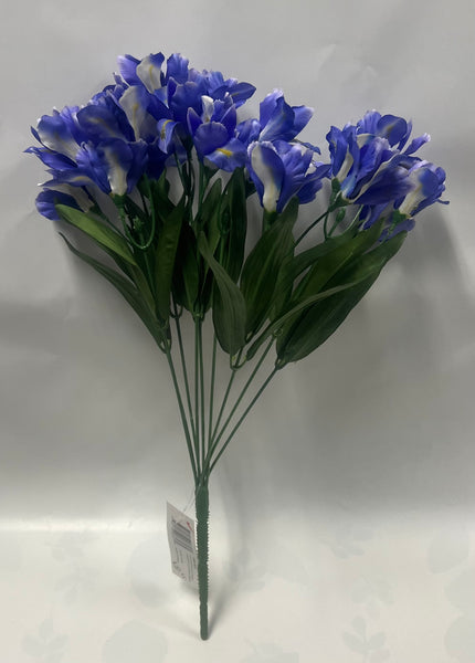 Dutch Iris Bush