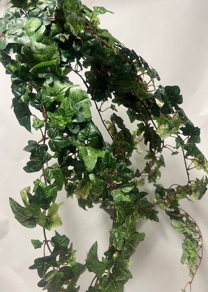 Variegated Ivy Trailing Bush