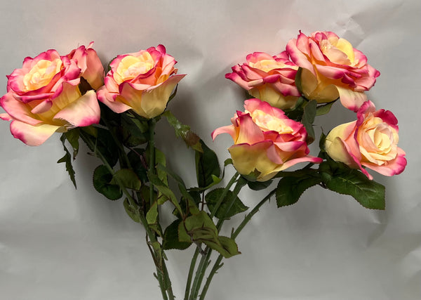 Rose Bush -Hampton Garden Rose