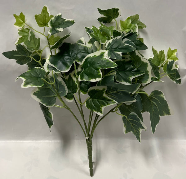 Ivy Bush