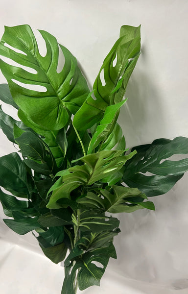 Split Philo Plant x3