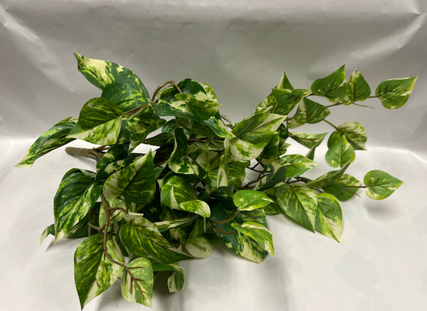 Pothos Bush -UV Protected
