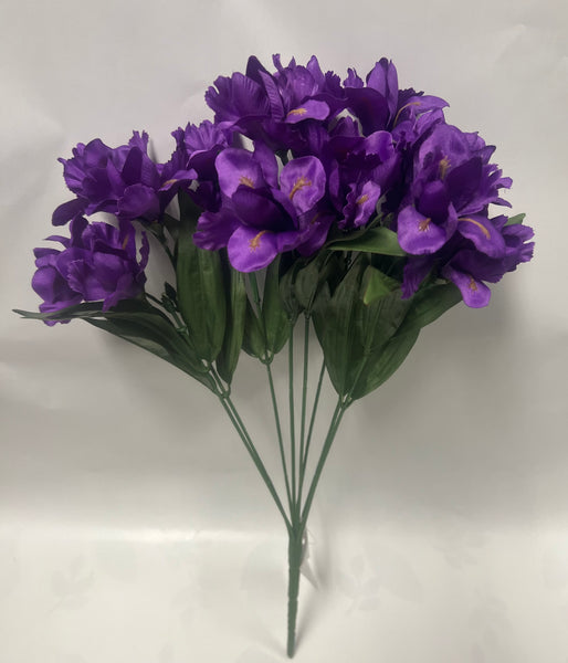 Dutch Iris Bush