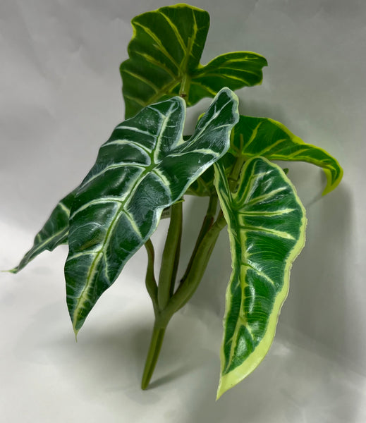 Caladium Hortulanum Bush