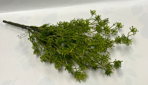 Seeding Racemosa Bush