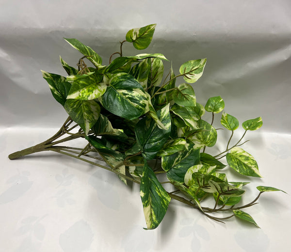 Pothos Bush -UV Protected