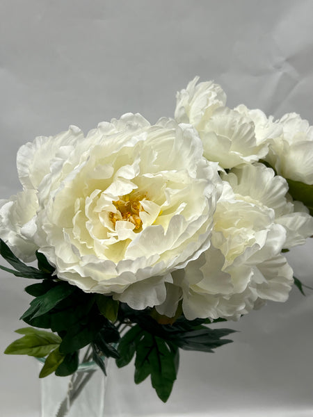 Peony Bush-Cream