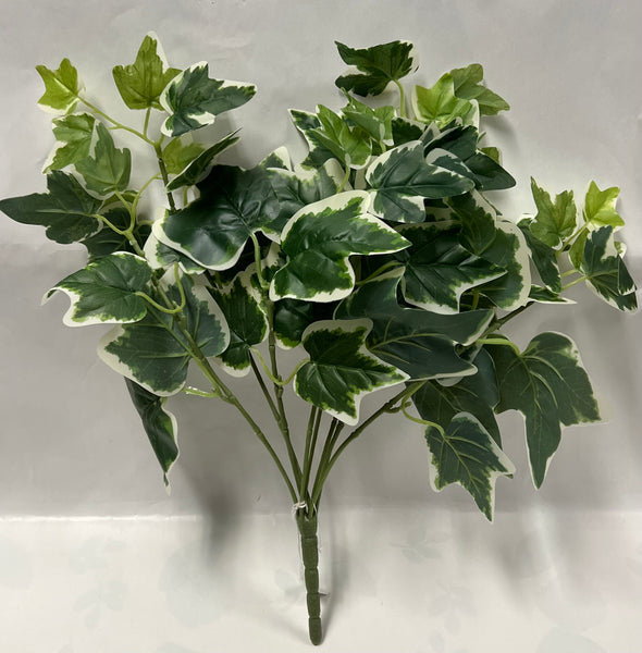 Ivy Bush
