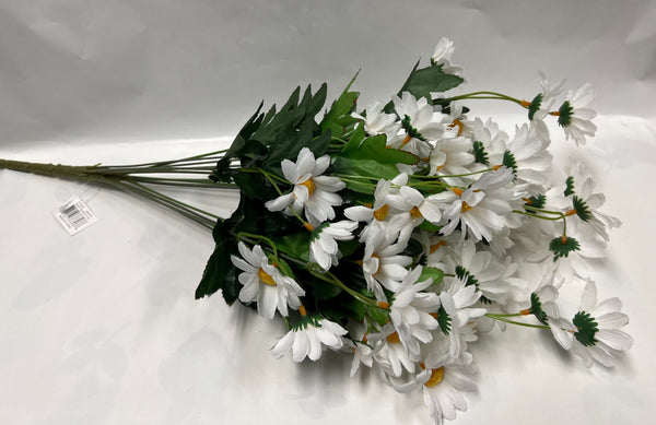 Daisy Bush -White