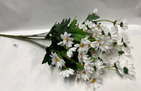 Daisy Bush -White