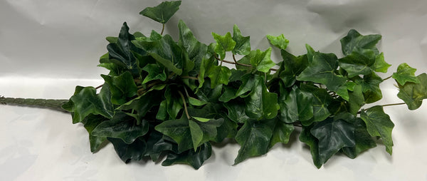Garden Ivy Hanging Bush