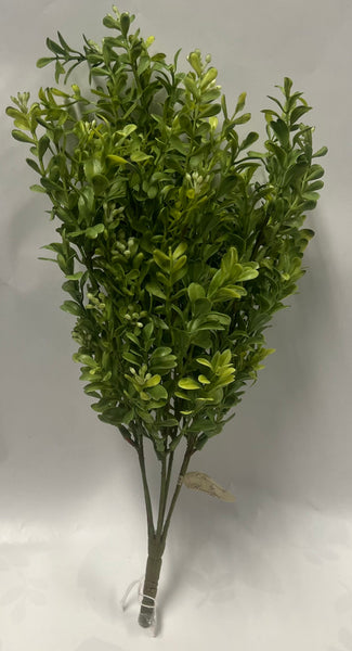Boxwood Bush