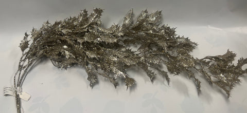 Trailing Holly Bush -champagne