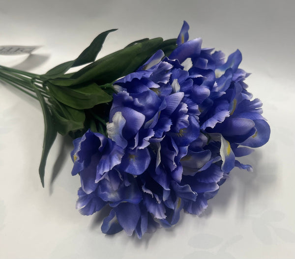 Dutch Iris Bush