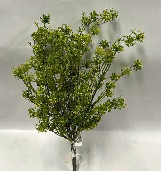 Seeding Racemosa Bush