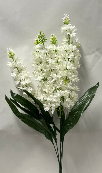 Delphinium Bush