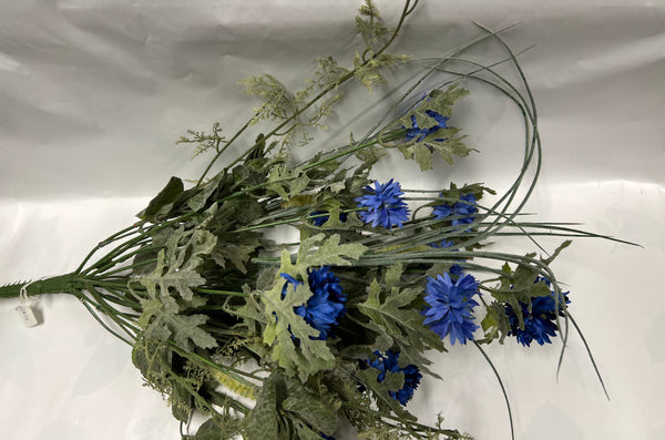 Cornflower (Bachelor Buttons) Bush -Blue