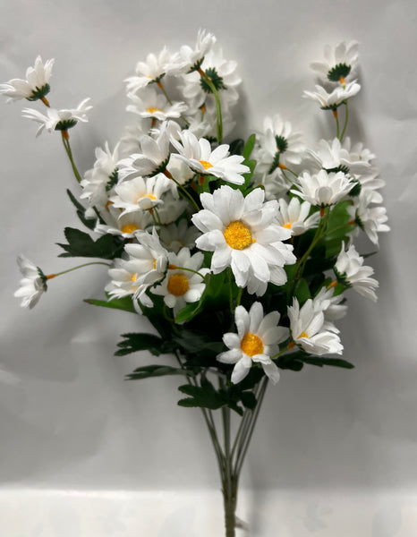 Daisy Bush -White