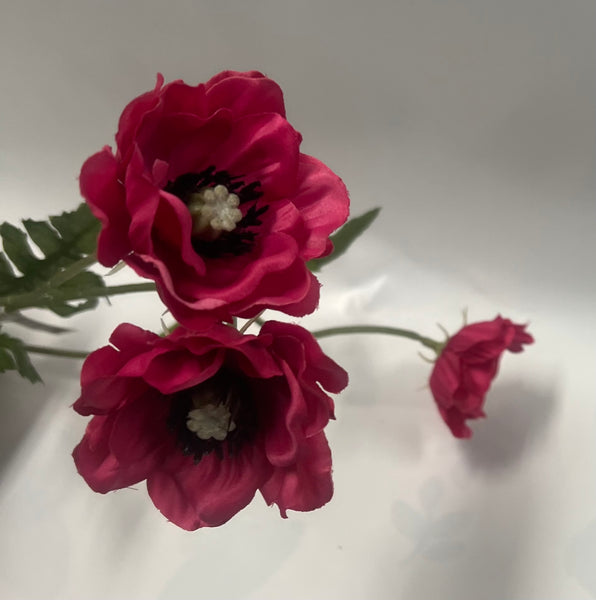 Japanese Anemone -Beauty