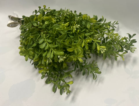 Boxwood Bush