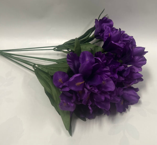 Dutch Iris Bush