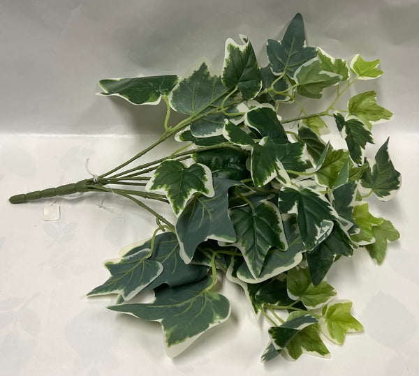 Ivy Bush