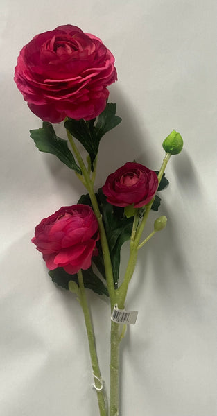Ranunculus -Magenta