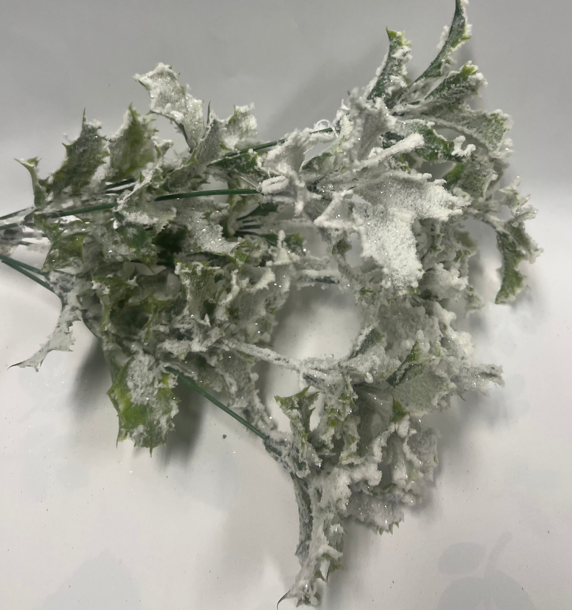 Frosted/ Snowy Holly Bush