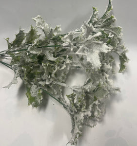 Frosted/ Snowy Holly Bush