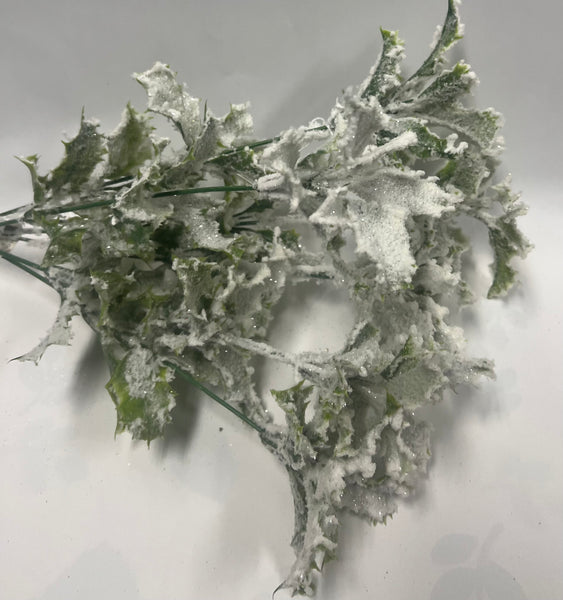 Frosted/ Snowy Holly Bush