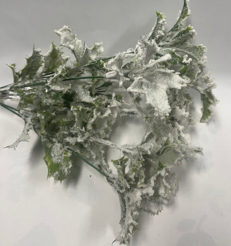 Frosted/ Snowy Holly Bush