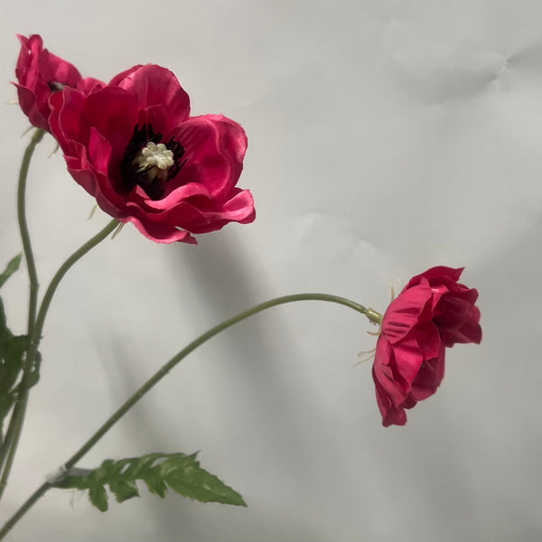 Japanese Anemone -Beauty