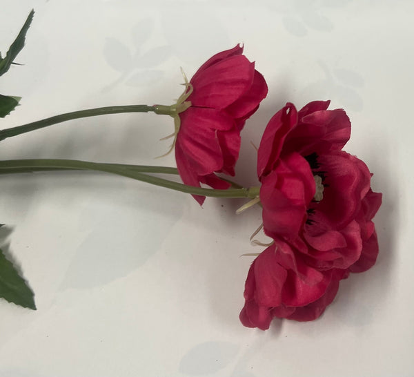 Japanese Anemone -Beauty