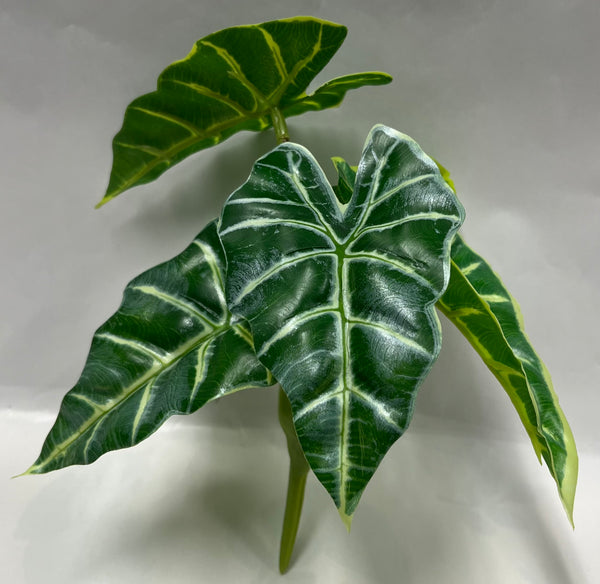 Caladium Hortulanum Bush