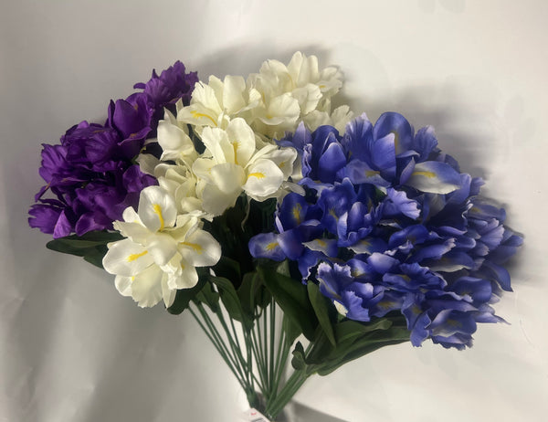 Dutch Iris Bush